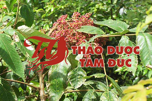 hính ảnh cây muối