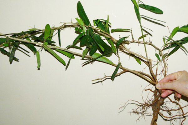 Cây xáo tam phân Khánh hòa