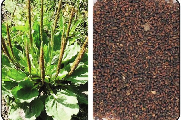 Cây và hạt mã đề