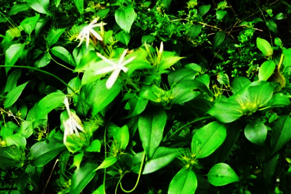 Hình ảnh cây chè vằng