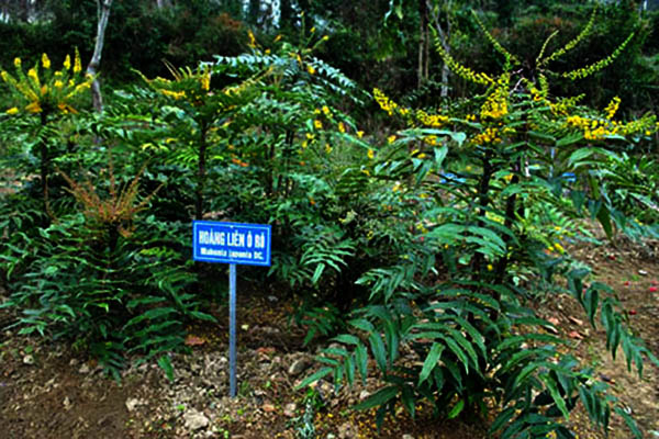 Cây hoàng liên ô (cây mật gấu)