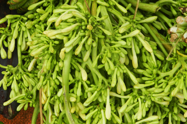 Hoa đủ đửu đực tươi