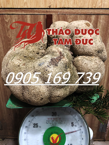 Cay-nam-phuc-linh-6,5kg