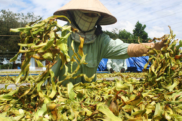 Trinh nữ hoàng cung phơi khô