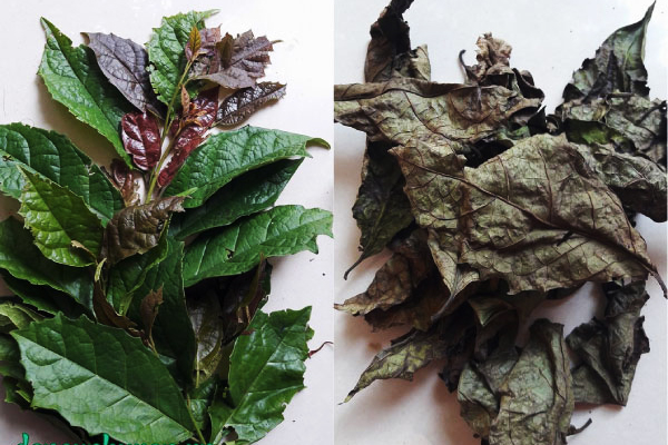 Lá xạ đen tươi khô