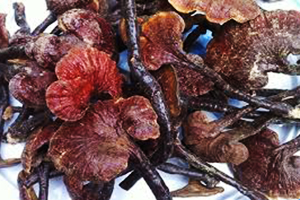 Nấm lim xanh rừng