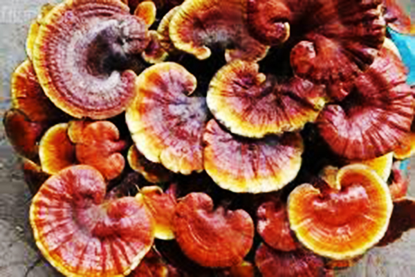 Nấm Lim Xanh nuôi trồng nhân tạo có giá trị dược tính không thua Nấm tự nhiên