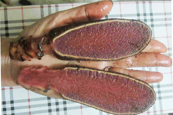 Nấm ngọc cẩu ruột tím