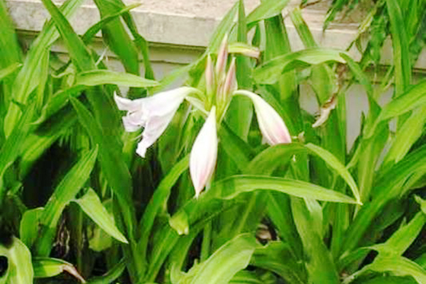 Trinh nữ hoàng cung