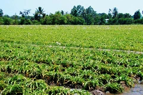 Vườn trinh nữ hoàng cung