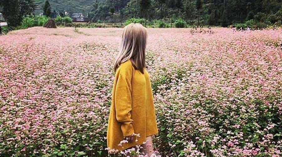 mùa hoa tam giác mạch hà giang