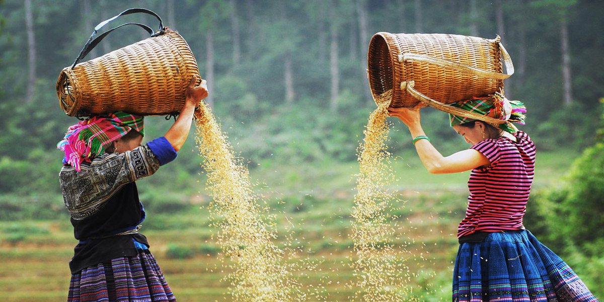 người dân mùa cang chải thu hoạch