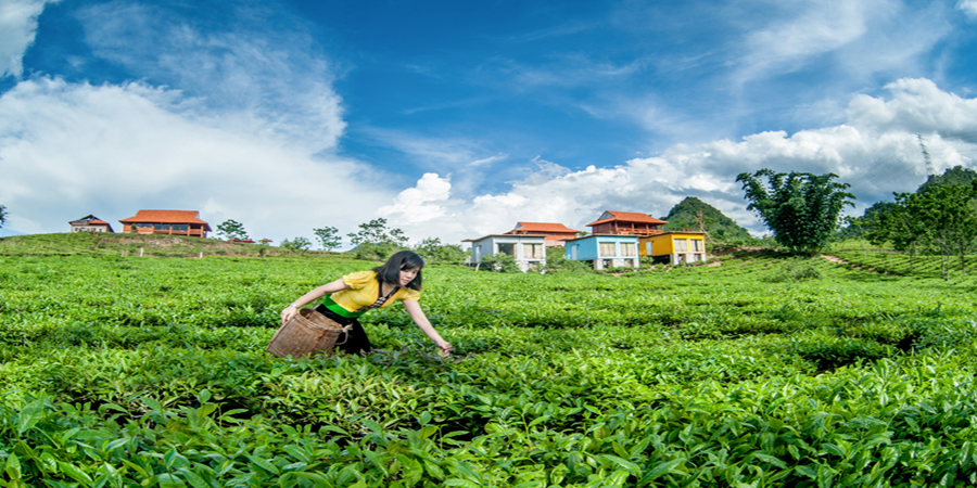 mộc châu arena village