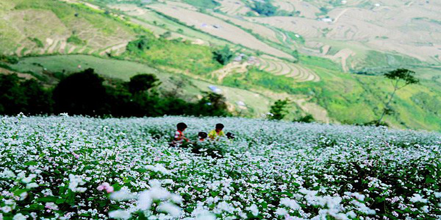  Đồi hoa tam giác mạch Cao Phạ (Mùa Hoa)