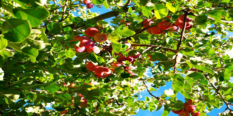 Ẩm thực từ Táo mèo