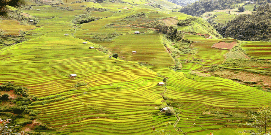 Khu ruộng bậc thang xã Chế Cu Nha