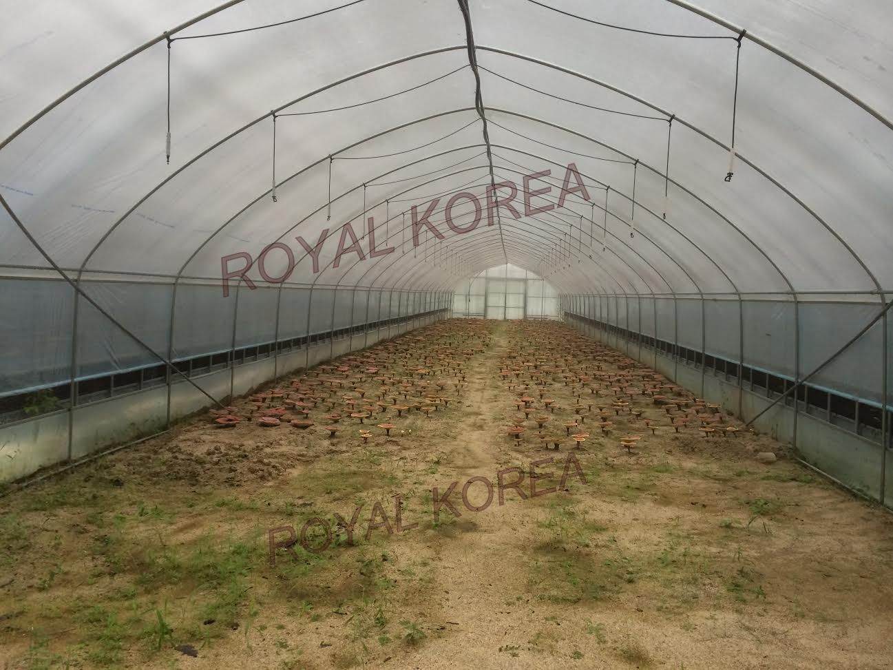 Hình ảnh nhà trồng Nấm tại Hàn Quốc