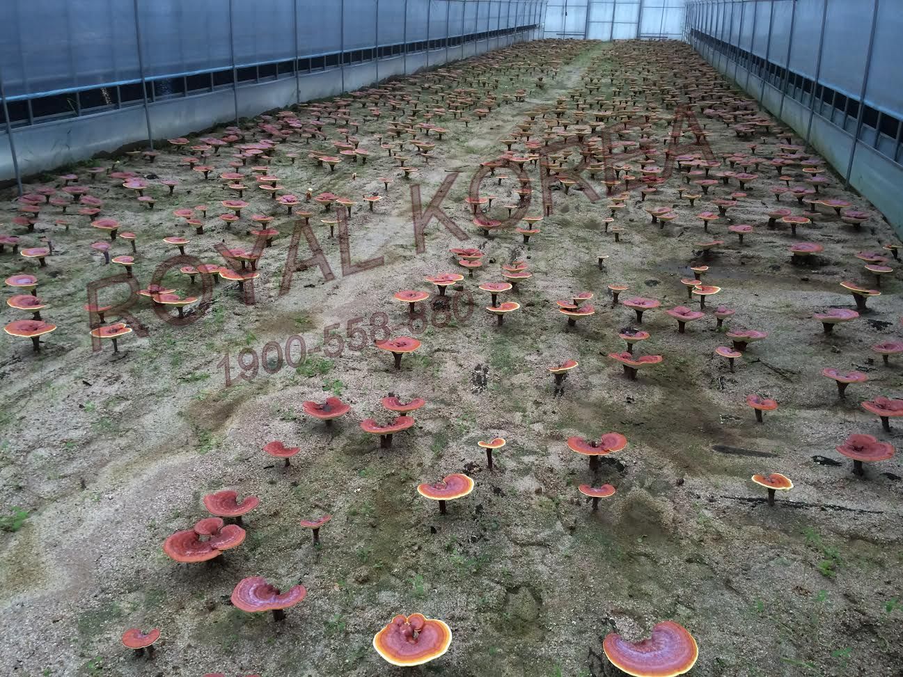 Hình ảnh nhà trồng Nấm tại Hàn Quốc