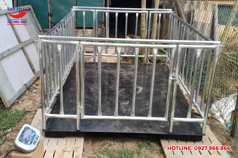 Cân động vật tại Hà Nội