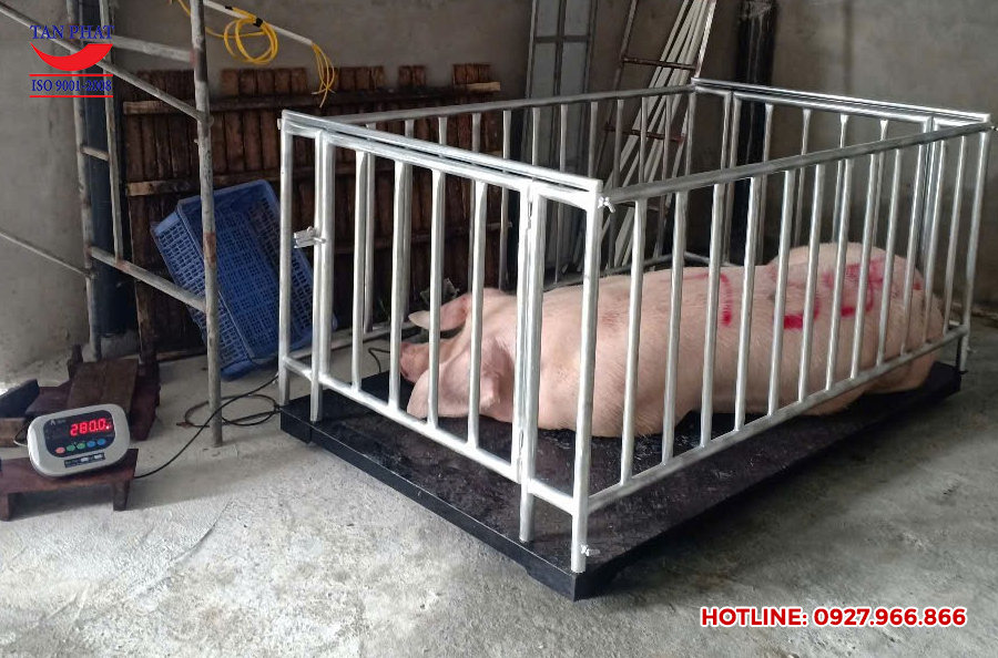 Cân điện tử 1000kg