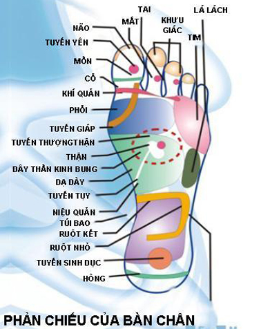 Cấu tạo bàn chân