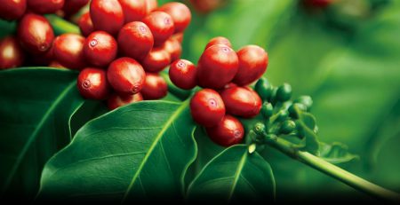 Những quả cafe chín mọng được chọn cho Chồn ăn