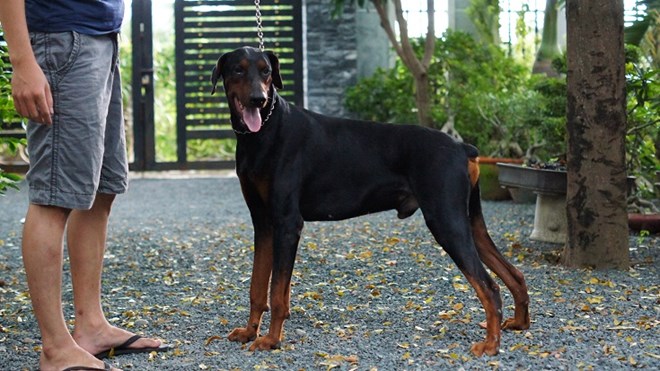 Camera lật mặt kẻ bắt trộm chú chó Doberman