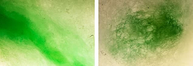 Thẩm định ngọc Jadeit ( Phỉ Thúy) nhuộm màu trong phòng thí nghiệm