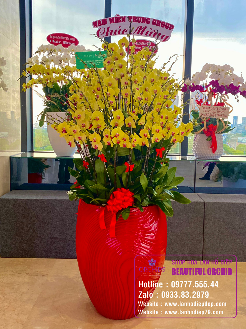 chọn lan hồ điệp để tặng quà vào ngày tết