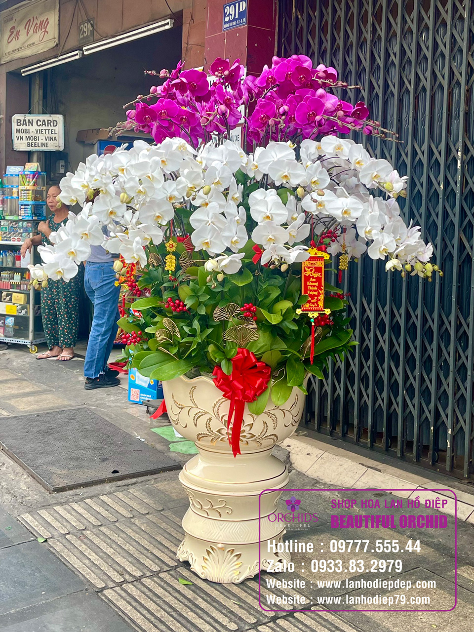 hoa lan hồ điệp là khả năng làm sạch không khí
