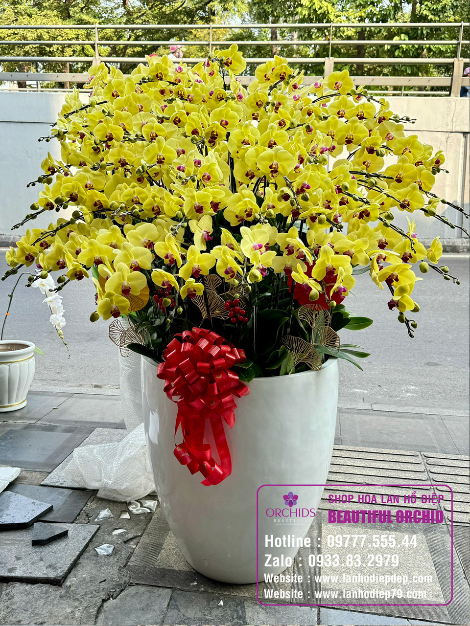 Lan hồ điệp tết Ý nghĩa phong thủy và tâm linh