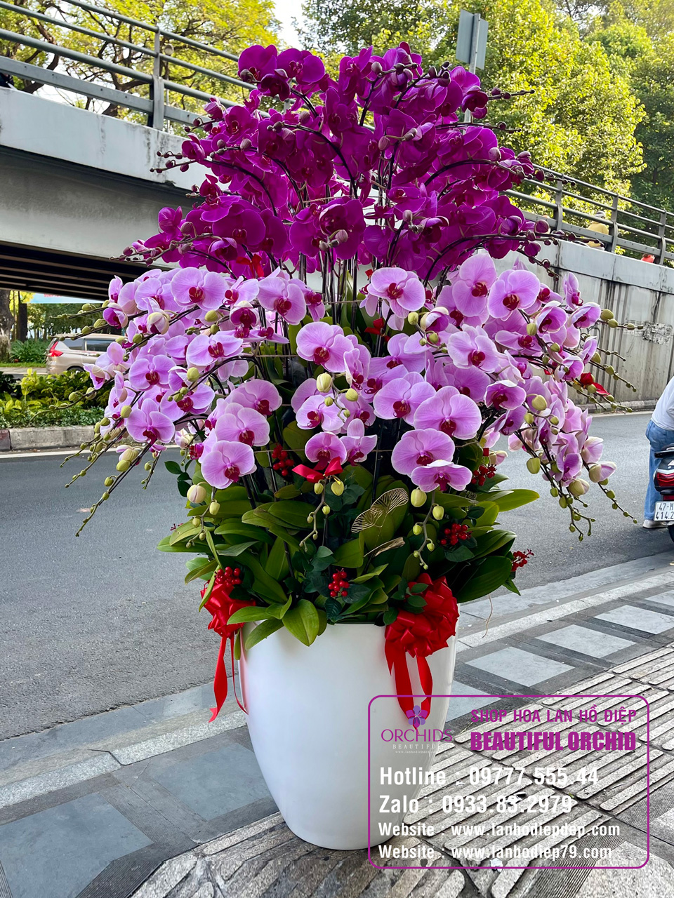 chậu hoa lan hồ điệp tết