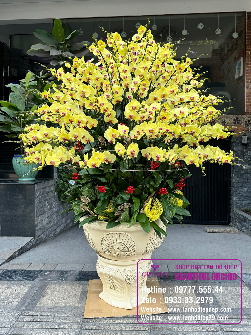 mẫu lan hồ điệp để tặng tết