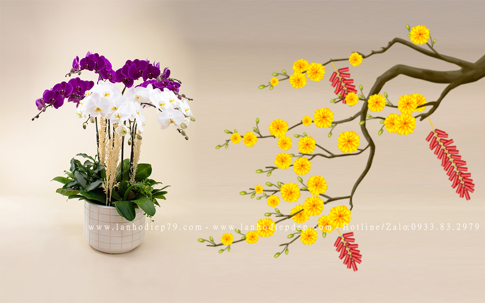 Lan hồ điệp – món quà biểu tượng của vẻ đẹp tinh tế