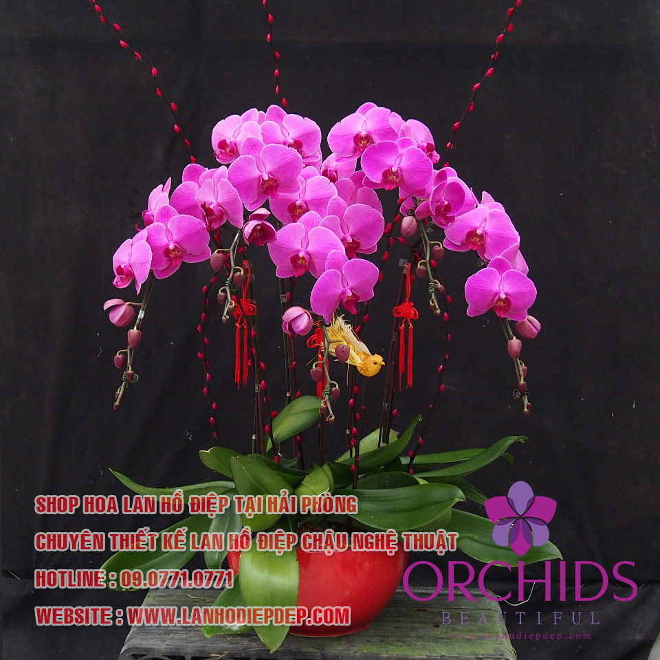 cửa hàng bán lan hồ điệp tại Hải Phòng