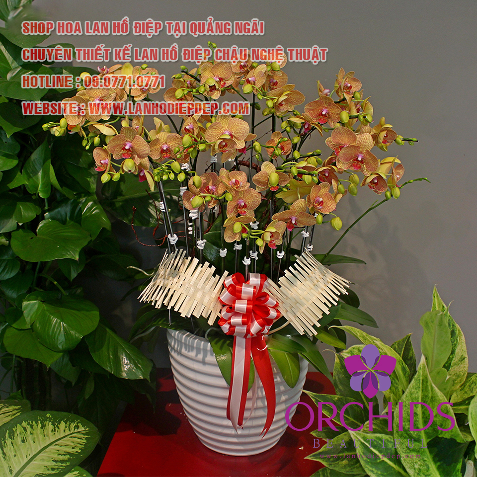 Shop hoa lan Quảng Ngãi