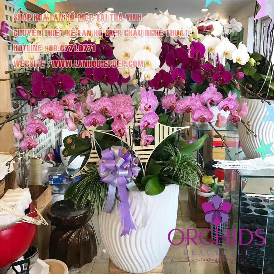 Cửa hàng lan hồ điệp tại trà vinh