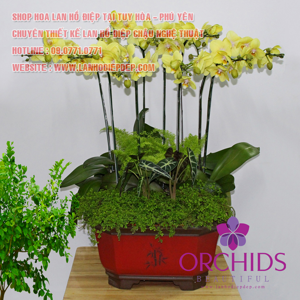 cửa hàng bán hoa lan hồ điệp tại Tuy Hòa