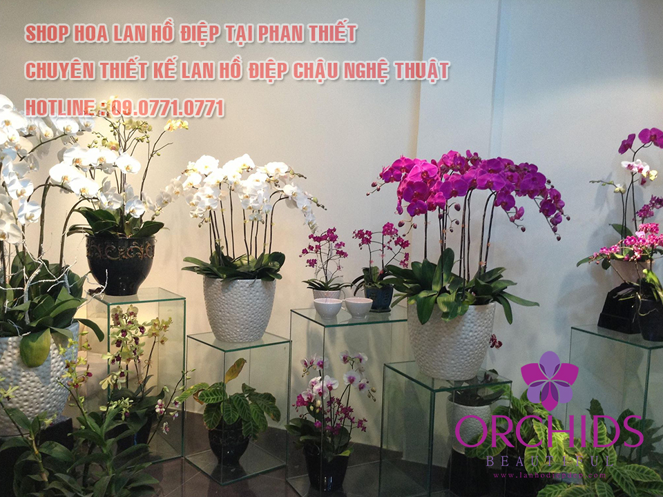 cửa hàng bán lan hồ điệp ở Phan Thiết