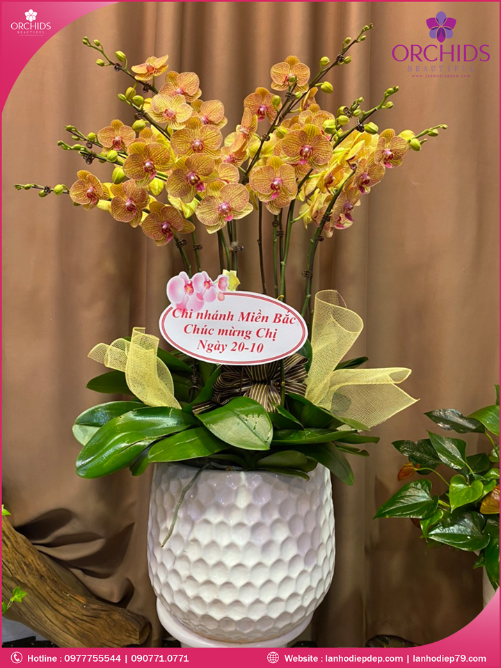 Chậu hoa lan hồ điệp cam 10 cành