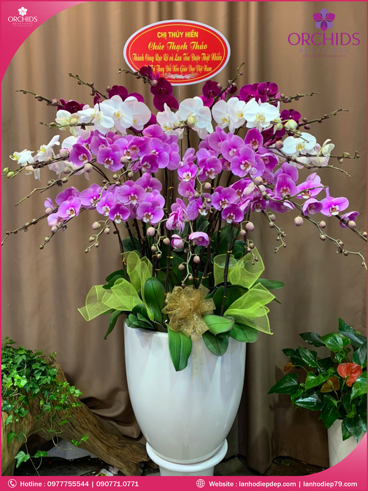 Chậu hoa lan hồ điệp đá sắc 26 cành