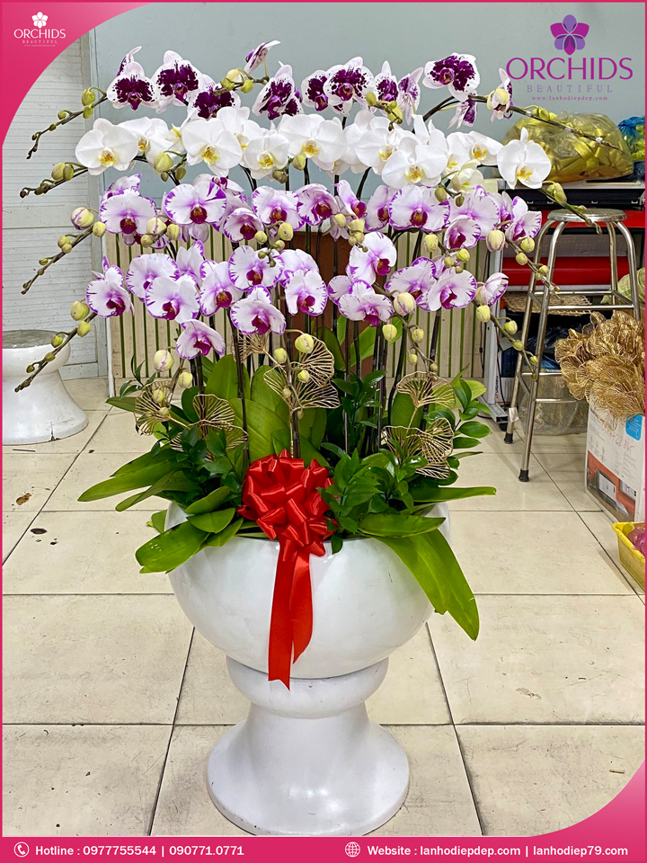 Chậu hoa lan hồ điệp đa sắc 20 cành
