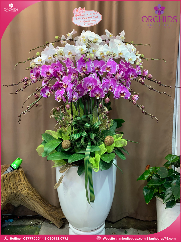 Chậu hoa lan hồ điệp đa sắc 20 cành