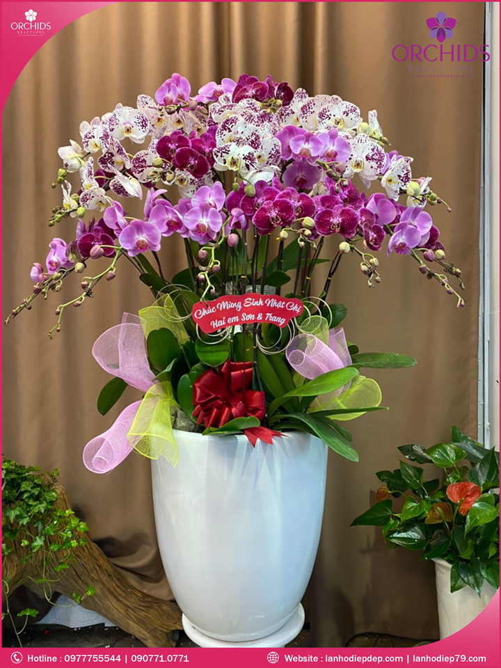 Chậu hoa lan hồ điệp đa sắc 20 cành