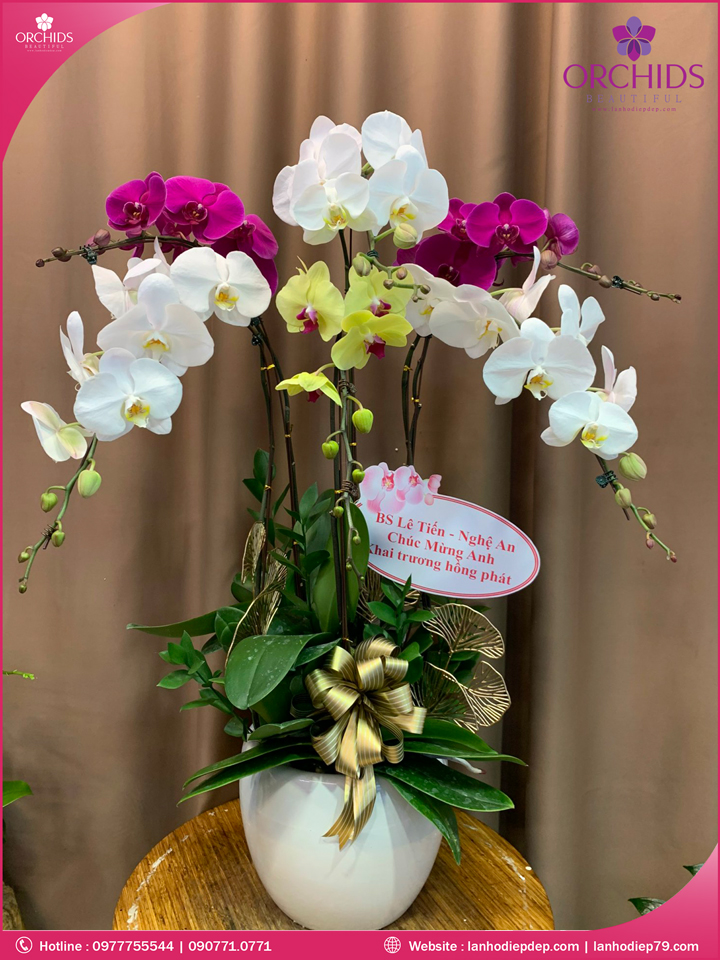 Chậu hoa lan hồ điệp đa sắc 6 cành