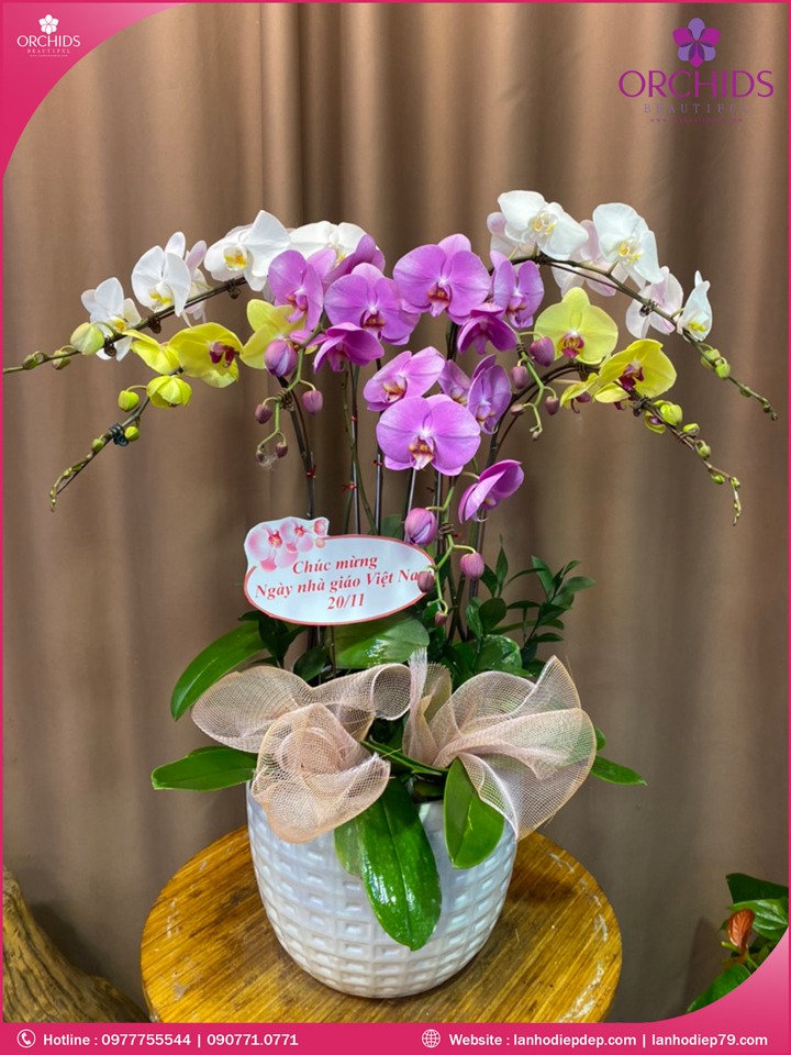Chậu hoa lan hồ điệp đa sắc 7 cành