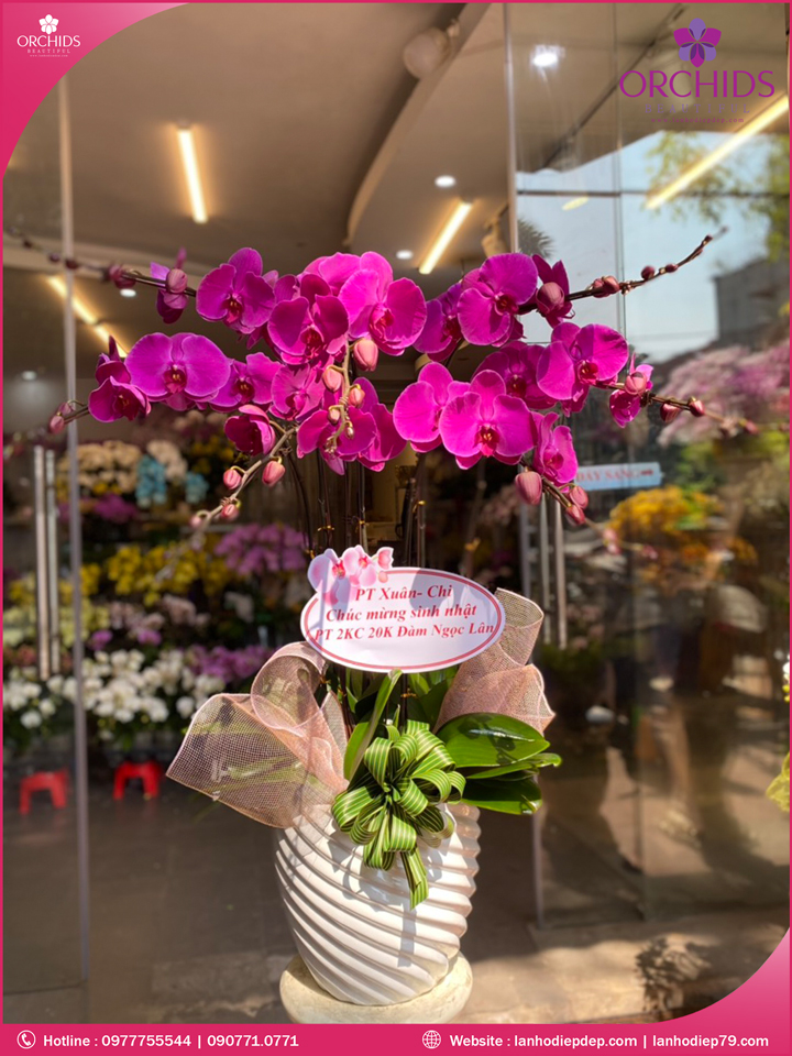 Chậu hoa lan hồ điệp tím 7 cành