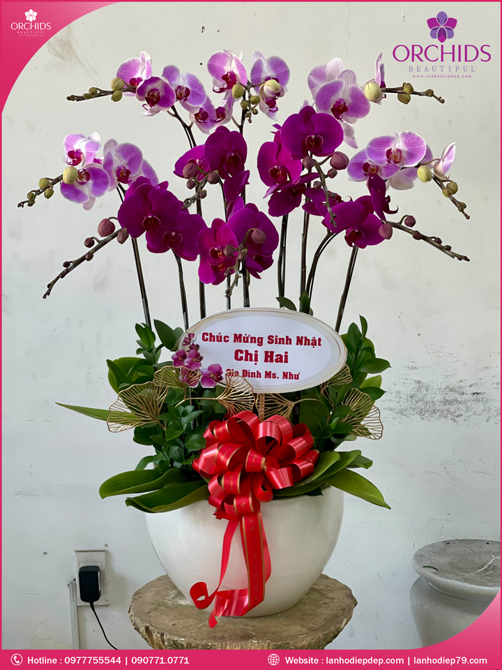 Chậu hoa lan hồ điệp tím hồng 10 cành