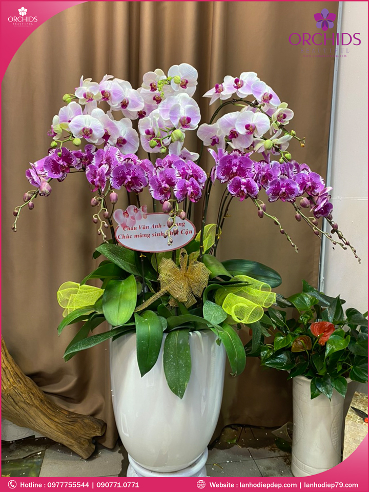 Chậu hoa lan hồ điệp tím hồng 12 cành