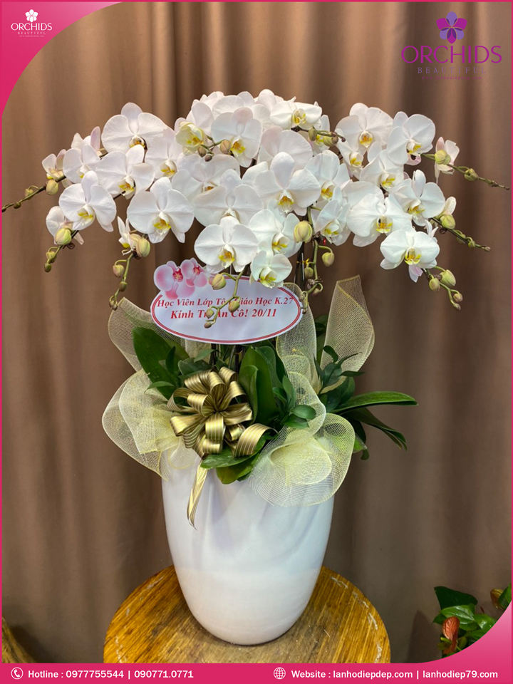 Chậu hoa lan hồ điệp trắng 10 cành